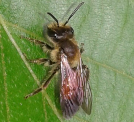 Apoidea : Andrena florea?